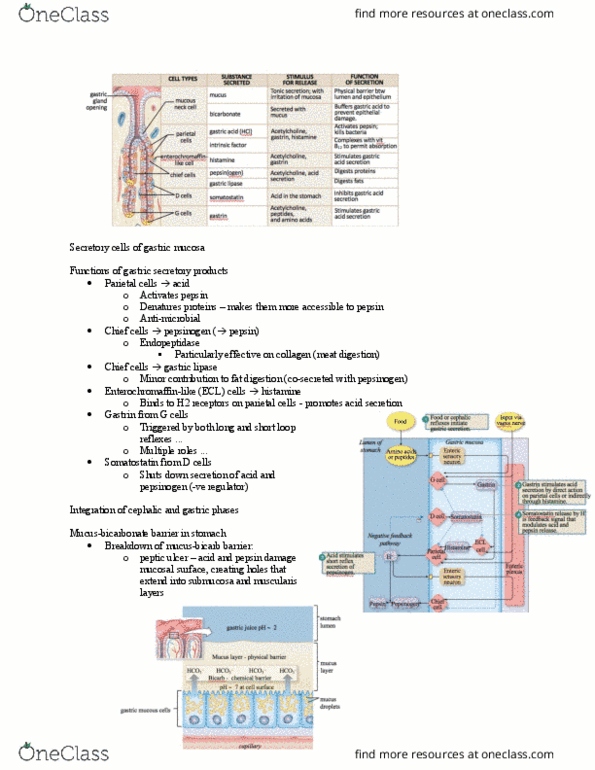 BIOL373 Lecture Notes - Lecture 24: Peptic Ulcer, Gastric Mucosa, Histamine H2 Receptor thumbnail