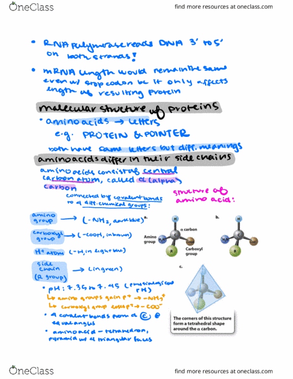 LIFESCI 7A Chapter Notes - Chapter 4: Carboxylic Acid, Alpha And Beta Carbon, Covalent Bond thumbnail