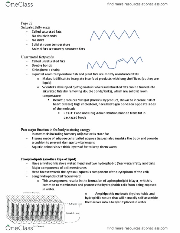 BSC 2010 Lecture Notes - Lecture 8: Lipid Bilayer, Trans Fat, Hydrogen Bond thumbnail