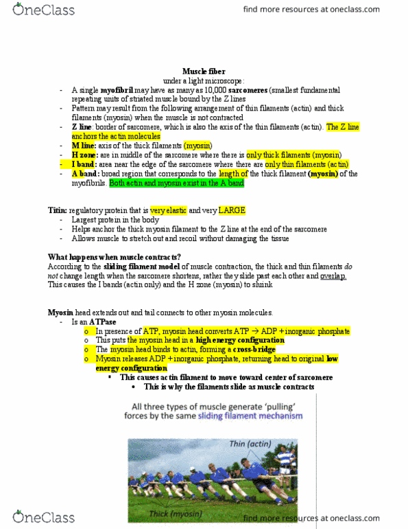 BSC 2011 Lecture Notes - Lecture 9: Sliding Filament Theory, Myocyte, Myosin Head thumbnail