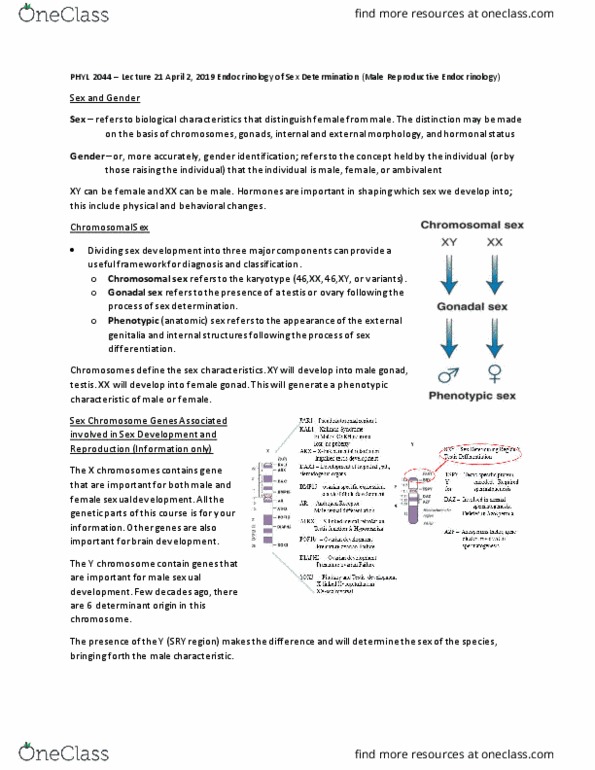 PHYL 2044 Lecture Notes - Lecture 21: Sexual Differentiation, Gonad, Chromosome thumbnail