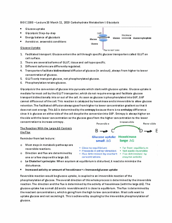 BIOC 2300 Lecture 20: BIOC 2300 - Lecture 20 thumbnail