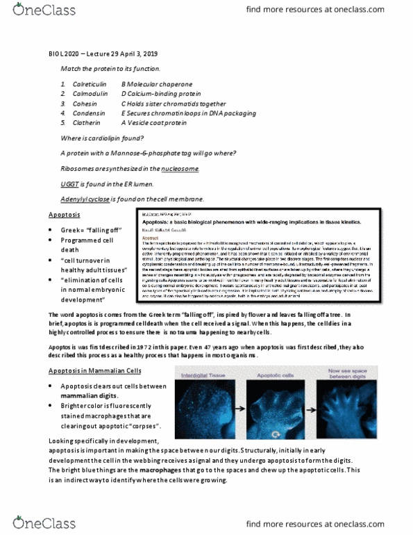 BIOL 2020 Lecture Notes - Lecture 28: Calreticulin, Cardiolipin, Condensin thumbnail