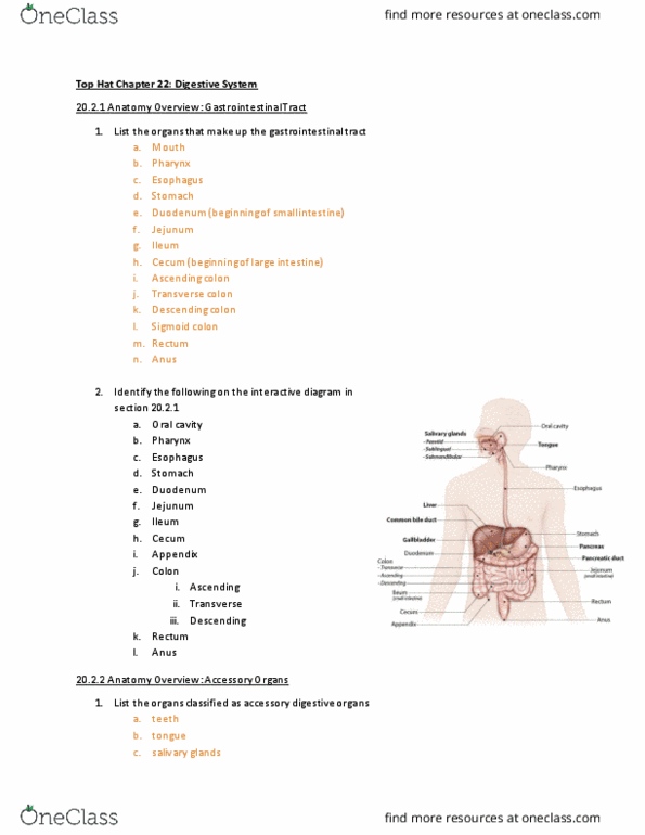 ANTR 350 Lecture Notes - Lecture 3: Sigmoid Colon, Salivary Gland, Cecum thumbnail