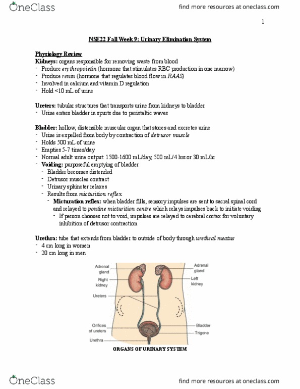 NSE 22A/B Lecture Notes - Lecture 9: Urethral Sphincters, Detrusor Urinae Muscle, Cerebral Cortex thumbnail