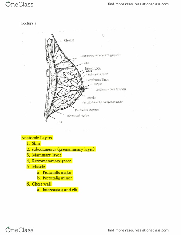 RIU 434 Lecture Notes - Lecture 2: Pectoralis Minor Muscle, Pectoralis Major Muscle, Intercostal Muscle thumbnail