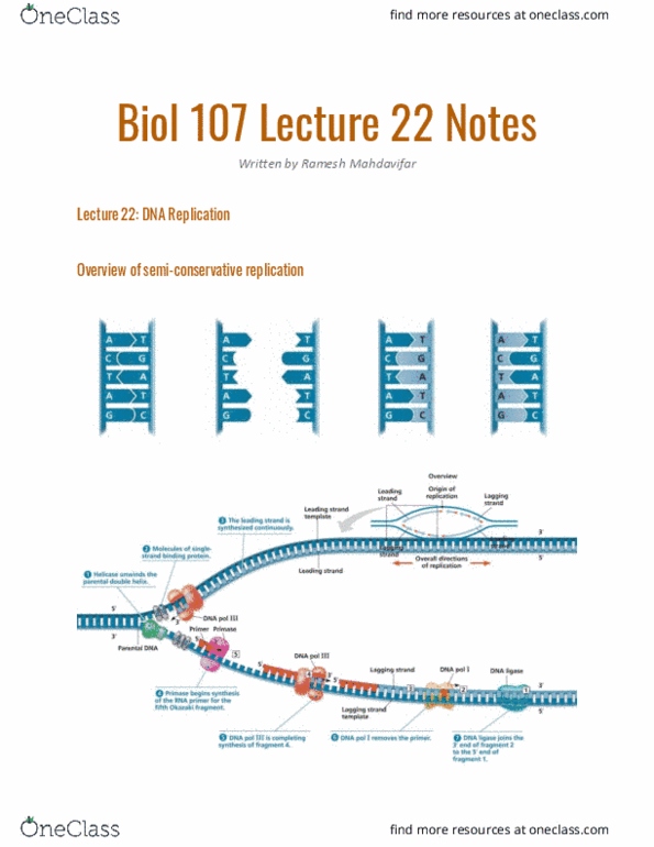 BIOL107 Lecture Notes - Lecture 22: Primase, Archaea, Thymidine Triphosphate thumbnail