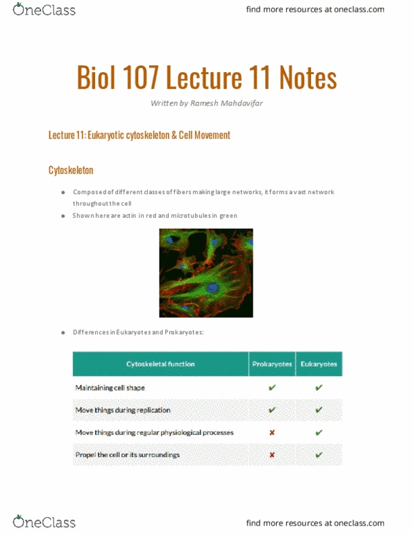 BIOL107 Lecture Notes - Lecture 11: Cytoskeleton, Egg Cell, Cilium thumbnail