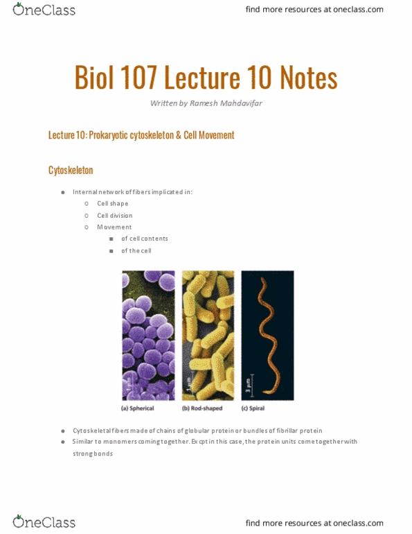 BIOL107 Lecture Notes - Lecture 10: Cytoskeleton, Mreb, Ftsz thumbnail