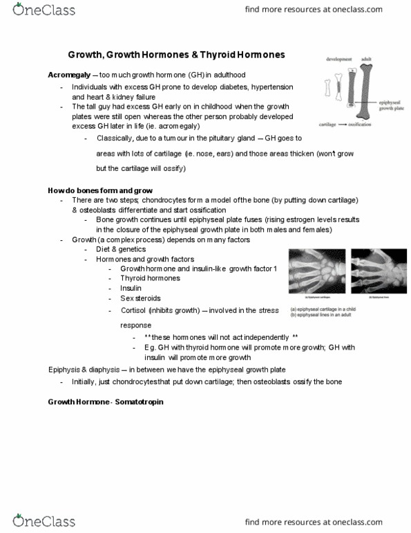PSL300H1 Lecture Notes - Lecture 28: The Tall Guy, Thyroid, Acromegaly thumbnail
