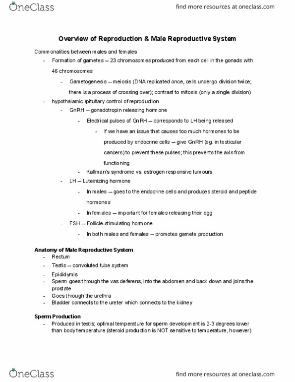 PSL300H1 Lecture Notes - Lecture 31: Vas Deferens, Luteinizing Hormone, Spermatogenesis thumbnail