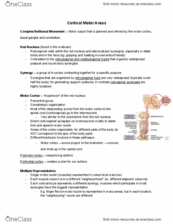 PSL300H1 Lecture Notes - Lecture 17: Reticular Formation, Vestibulospinal Tract, Precentral Gyrus thumbnail