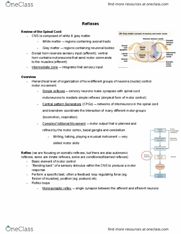 PSL300H1 Lecture Notes - Lecture 15: Anterior Grey Column, Efferent Nerve Fiber, Basal Ganglia thumbnail