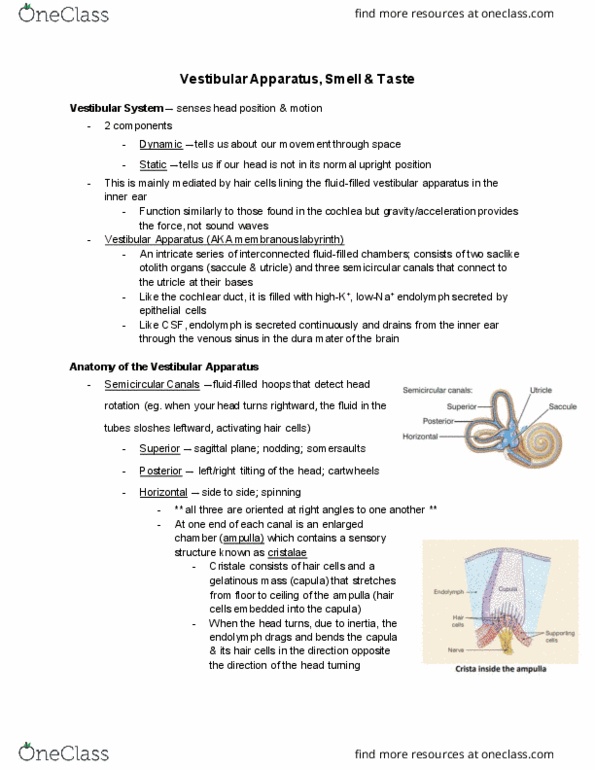 PSL300H1 Lecture Notes - Lecture 14: Dura Mater, Cochlear Duct, Sagittal Plane thumbnail
