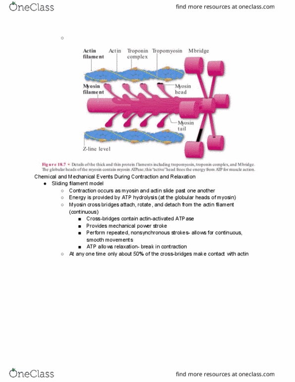 01:377:370 Lecture Notes - Lecture 19: Sliding Filament Theory, Atp Hydrolysis, Myosin thumbnail