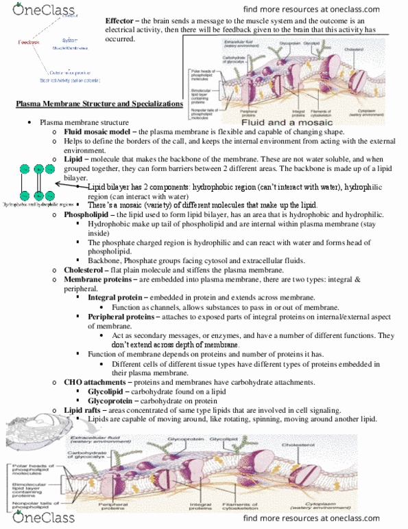 KN 251 Lecture Notes - Lecture 8: Lipid Bilayer, Fluid Mosaic Model, Lipid Raft thumbnail