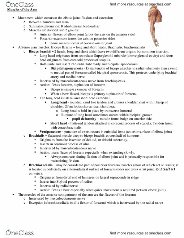 KN 251 Lecture Notes - Lecture 7: Bicipital Aponeurosis, Biceps, Common Flexor Tendon thumbnail