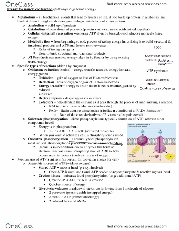 KN 251 Lecture Notes - Lecture 10: Flavin Adenine Dinucleotide, Oxidative Phosphorylation, Cellular Respiration thumbnail