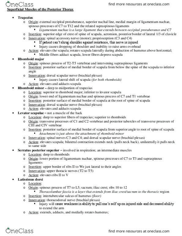 KN 251 Lecture Notes - Lecture 11: Dorsal Scapular Nerve, Nuchal Ligament, Levator Scapulae Muscle thumbnail