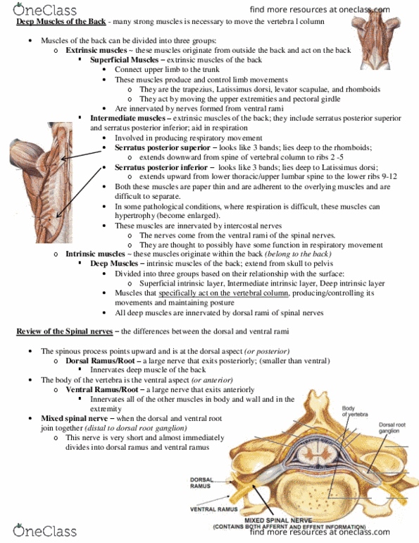 KN 251 Lecture Notes - Lecture 11: Serratus Posterior Inferior Muscle, Latissimus Dorsi Muscle, Anterior Ramus Of Spinal Nerve thumbnail