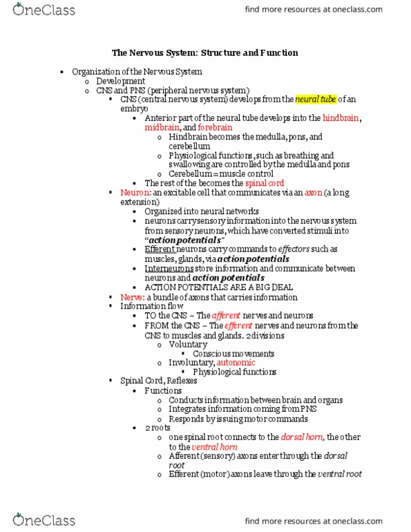 CAS BI 108 Lecture Notes - Lecture 24: Posterior Grey Column, Dorsal Root Of Spinal Nerve, Nerve Root thumbnail