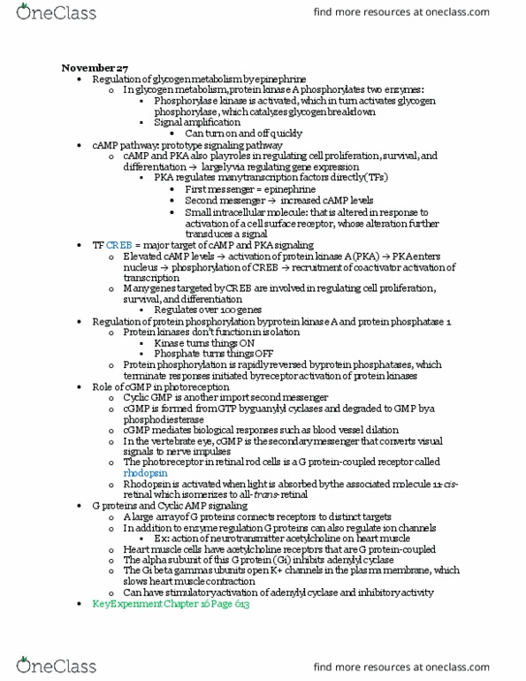 CAS BI 203 Lecture Notes - Lecture 23: Phosphorylase, Rhodopsin, Phosphodiesterase thumbnail