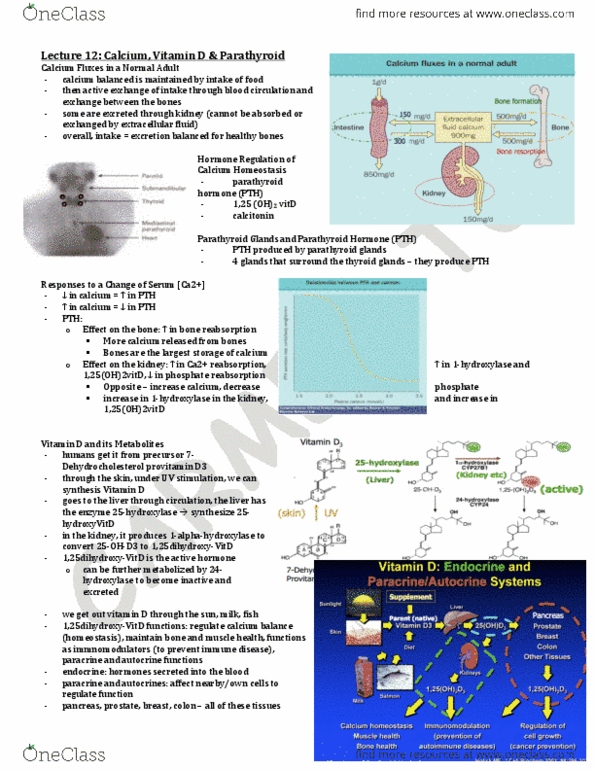 LMP299Y1 Lecture Notes - Lecture 12: Bone Remodeling, Sarcoidosis, Cortisol thumbnail