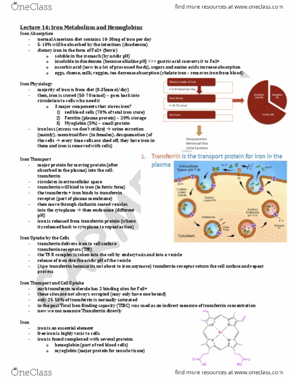 LMP299Y1 Lecture Notes - Lecture 14: Erythropoietin, Hfe Hereditary Haemochromatosis, Iron Supplement thumbnail
