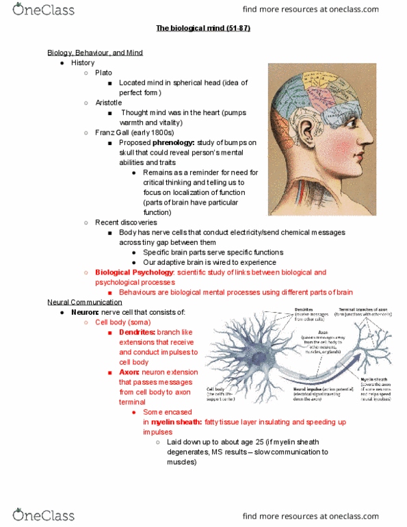 PSY 1101 Lecture Notes - Lecture 3: Myelin, Axon Terminal, Sympathetic Nervous System thumbnail