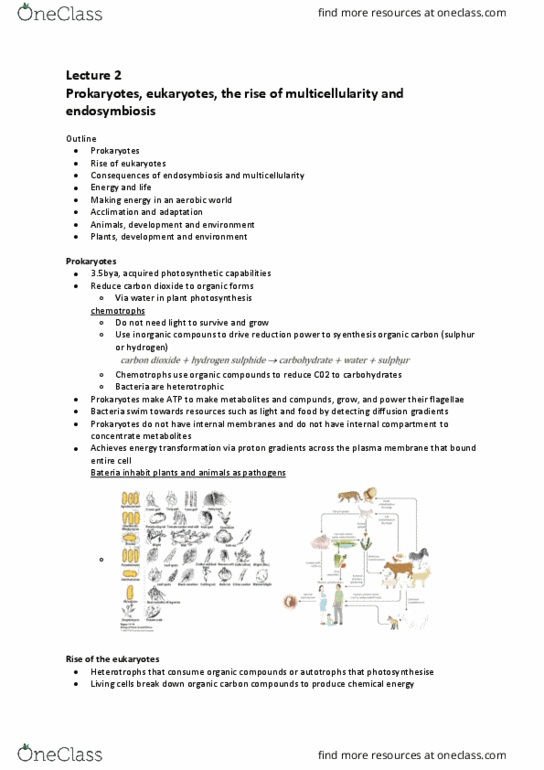 BIOL229 Lecture Notes - Lecture 2: Electrochemical Gradient, Cell Membrane, Multicellular Organism thumbnail
