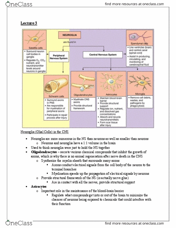 BIOC32H3 Lecture Notes - Lecture 3: Myelin, Neuroglia, Oligodendrocyte thumbnail