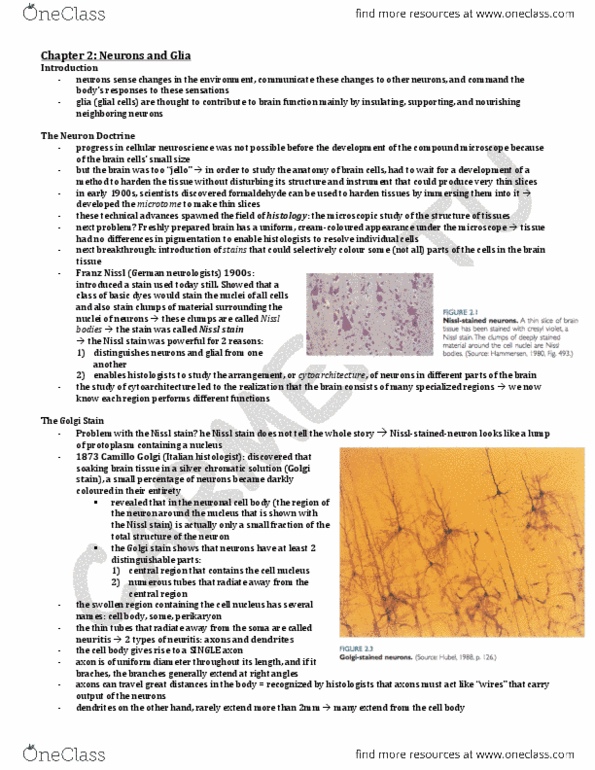 HMB200H1 Chapter Notes - Chapter 2: Cell Migration, Schwann Cell, Astrocyte thumbnail
