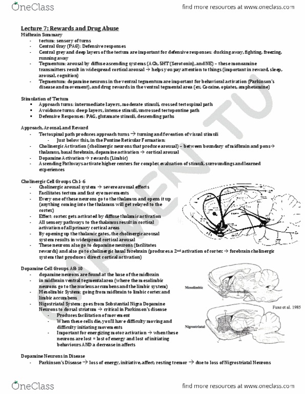 HMB200H1 Lecture Notes - Lecture 7: Amygdala, Fosb, Caffeine thumbnail