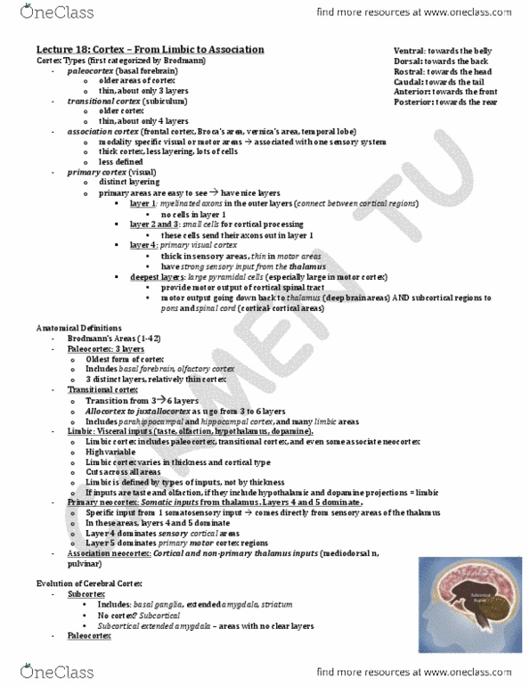 HMB200H1 Lecture Notes - Lecture 18: Amobarbital, Lateral Sulcus, Global Aphasia thumbnail