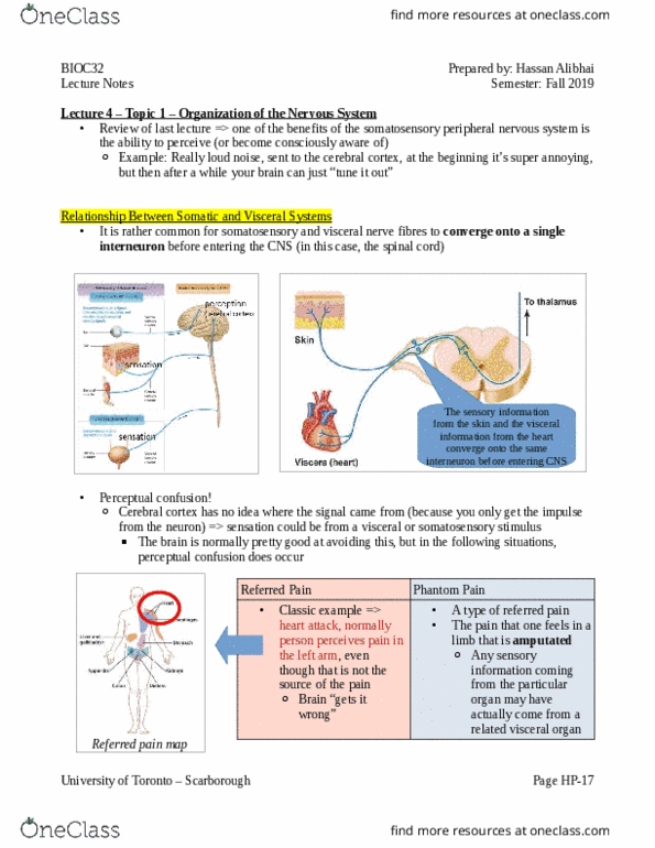 BIOC32H3 Lecture Notes - Lecture 4: Referred Pain, Peripheral Nervous System, Cerebral Cortex thumbnail