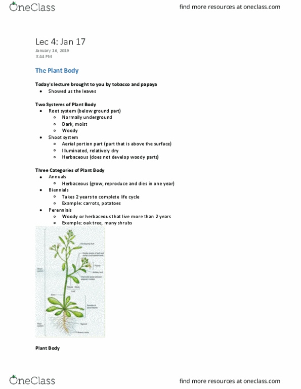 Biology 2217B Lecture Notes - Lecture 4: Woody Plant, Herbaceous Plant, Papaya thumbnail