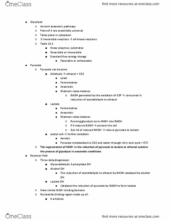 11:115:301 Lecture Notes - Lecture 12: Rossmann Fold, Acetaldehyde, Pyruvic Acid thumbnail