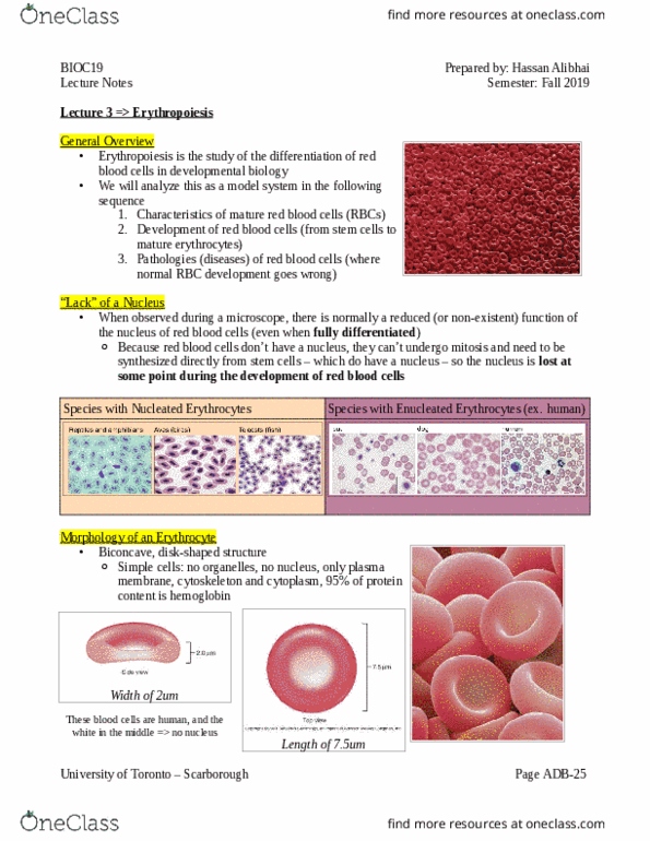 BIOC19H3 Lecture Notes - Lecture 3: Red Blood Cell, Erythropoiesis, Blood Plasma thumbnail