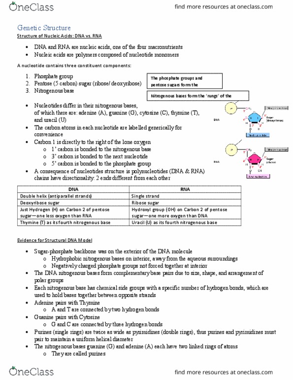 BIOL 112 Chapter Notes - Chapter 3: Nitrogenous Base, Complementary Dna, Pentose thumbnail