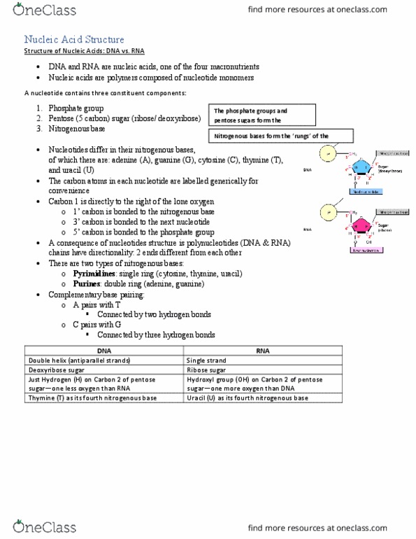 BIOL 112 Chapter Notes - Chapter 3: Pentose, Nitrogenous Base, Nucleic Acid Double Helix thumbnail
