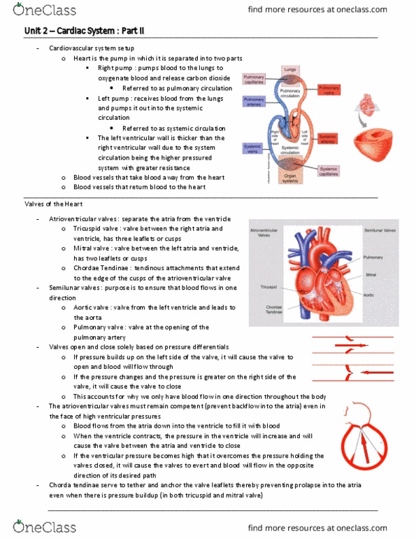 BIO 3342 Lecture Notes - Lecture 13: Heart Valve, Aortic Valve, Pulmonary Circulation thumbnail