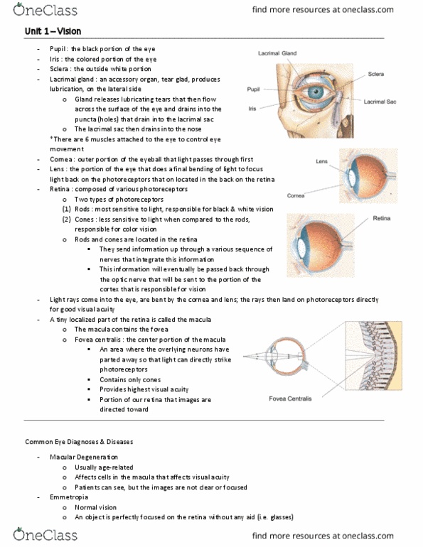 BIO 3342 Lecture Notes - Lecture 9: Lacrimal Sac, Fovea Centralis, Lacrimal Gland thumbnail