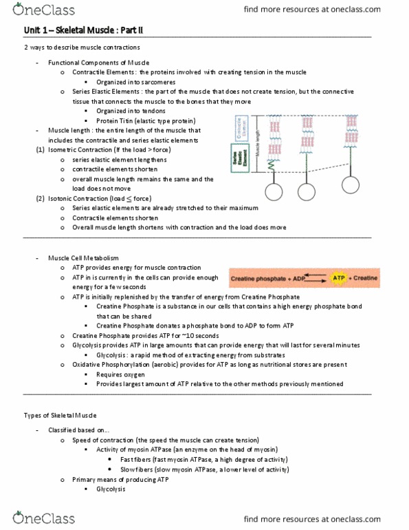 BIO 3342 Lecture Notes - Lecture 12: Phosphocreatine, Skeletal Muscle, Oxidative Phosphorylation thumbnail