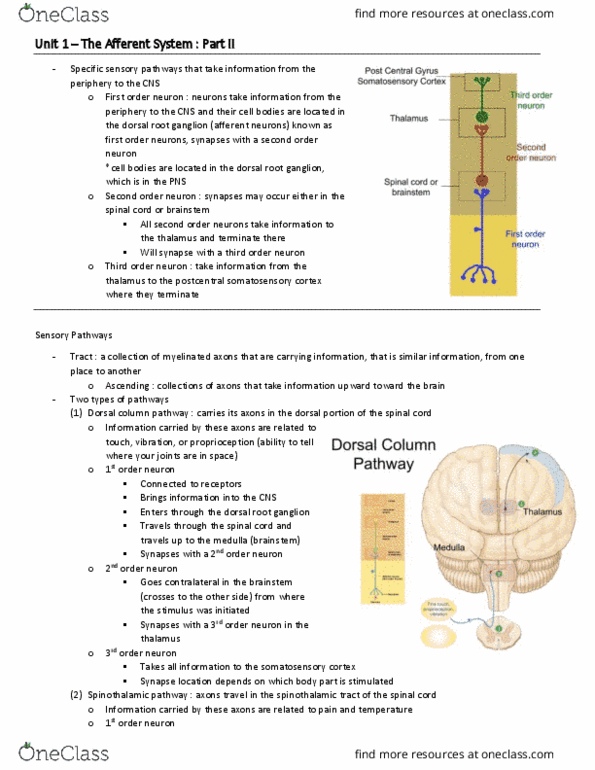 BIO 3342 Lecture Notes - Lecture 8: Dorsal Root Ganglion, Spinothalamic Tract, Dorsal Root Of Spinal Nerve thumbnail