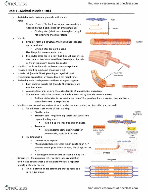 BIO 3342 Lecture Notes - Lecture 11: Myosin Head, Skeletal Muscle, Myocyte thumbnail