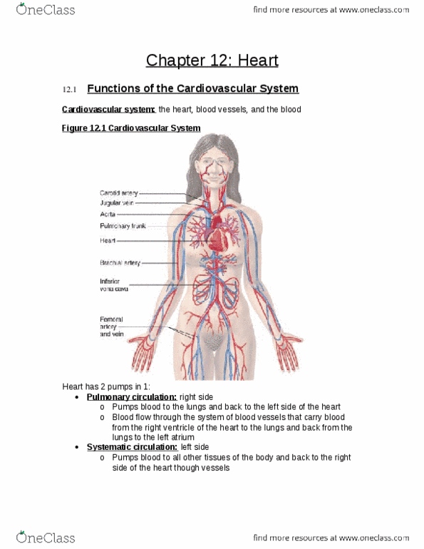 ES 207 Lecture : Chapter 12 Heart.docx thumbnail