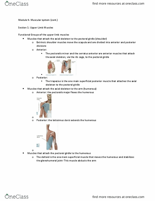 ANAT 101 Chapter Notes - Chapter 4: Shoulder Girdle, Latissimus Dorsi Muscle, Serratus Anterior Muscle thumbnail