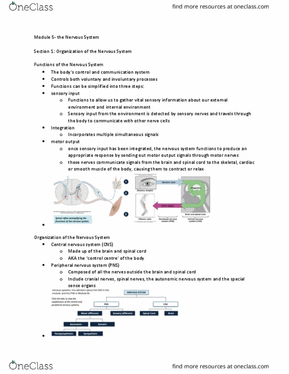 ANAT 101 Chapter Notes - Chapter 5: Peripheral Nervous System, Autonomic Nervous System, Spinal Nerve thumbnail