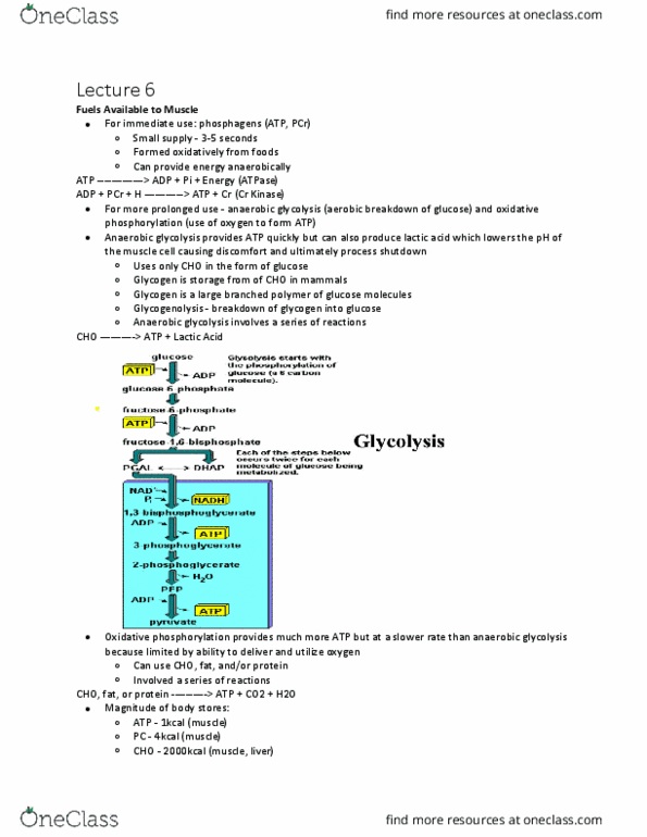 Kinesiology 3339A/B Lecture Notes - Lecture 6: Anaerobic Glycolysis, Oxidative Phosphorylation, Lactic Acid thumbnail