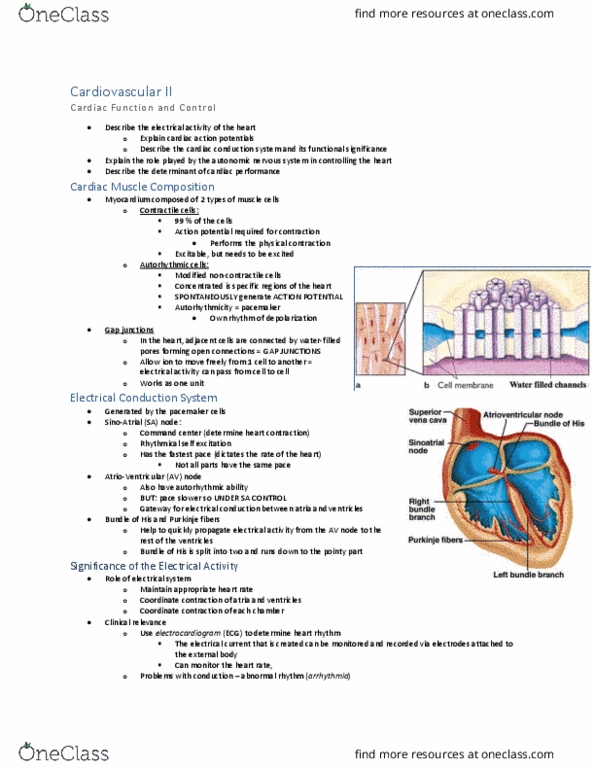 ANSC 3080 Lecture Notes - Lecture 7: Electrical Conduction System Of The Heart, Atrioventricular Node, Pacemaker Potential thumbnail